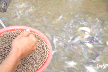 Đàn cá hàng nghìn con tìm về nhà lão nông An Giang "ăn nhờ, ở đậu"