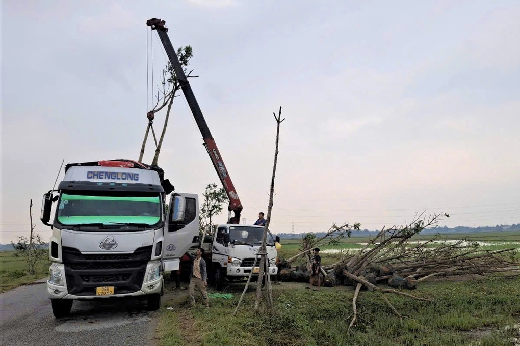 Vụ cây xanh chết khó xử lý ở Hà Tĩnh: Động thái mới của doanh nghiệp - 1 Vụ cây xanh chết khó xử lý ở Hà Tĩnh: Động thái mới của doanh nghiệp - 1