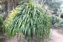 Đại gia mua chậu lan 3.000 bông, giá 100 triệu tặng bạn