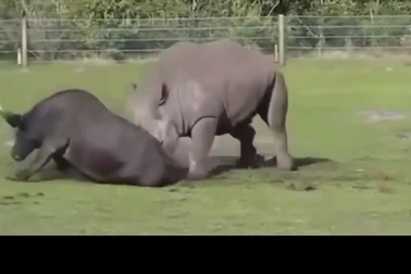 Trâu rừng và tê giác bất phân thắng bại trong màn đấu kịch tính