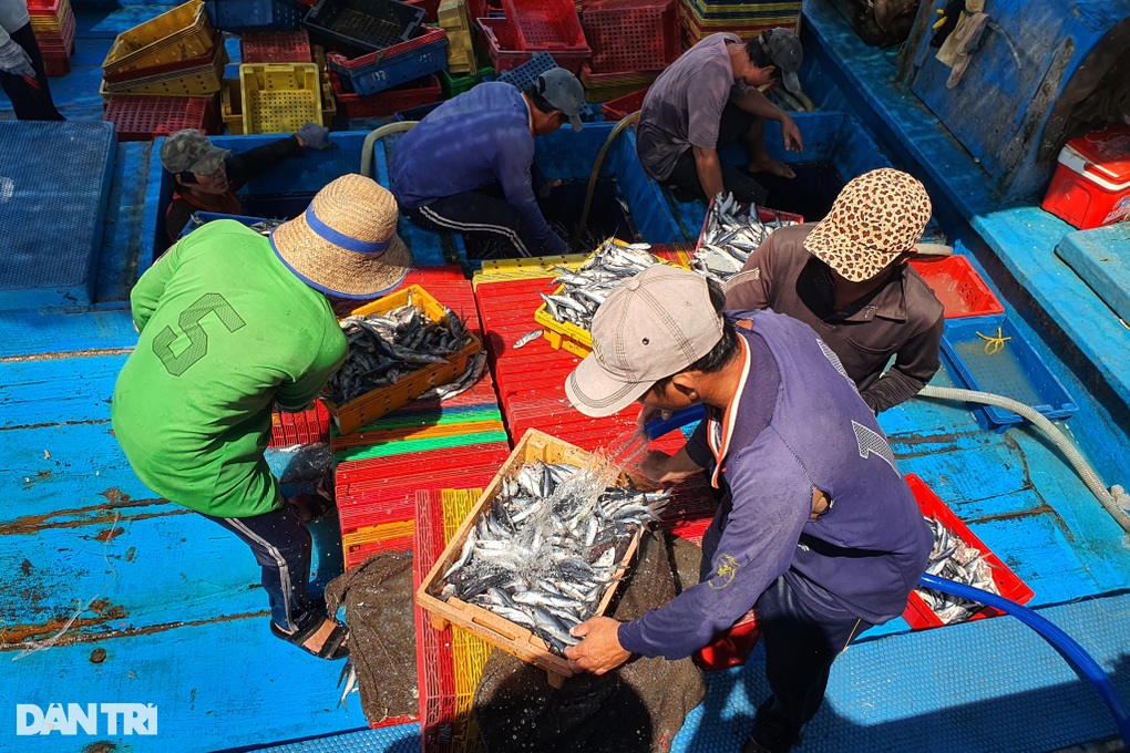 Giá dầu tăng cao, ngư dân lại vật vã bám biển - 2 Giá dầu tăng cao, ngư dân lại vật vã bám biển - 2