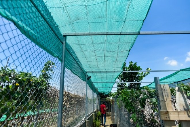 9x cực nhọc chống nóng cho đàn chó khổng lồ giá hàng trăm triệu đồng - 14 9x cực nhọc chống nóng cho đàn chó khổng lồ giá hàng trăm triệu đồng - 14