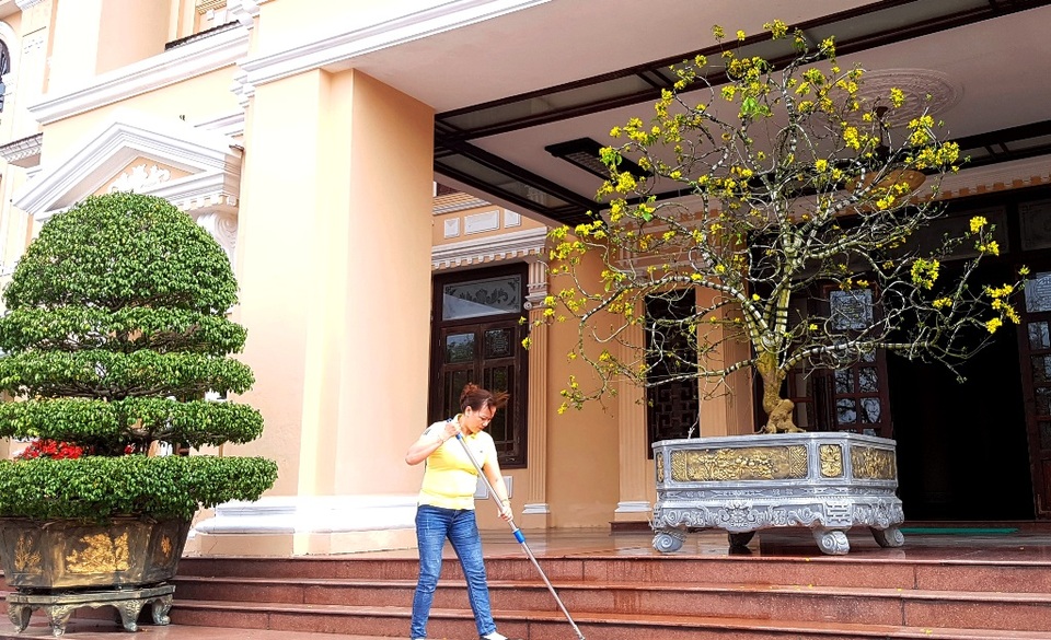 Chiêm ngưỡng cây mai độc lạ, dáng “bình phong” tại Huế - 8 Chiêm ngưỡng cây mai độc lạ, dáng “bình phong” tại Huế - 8