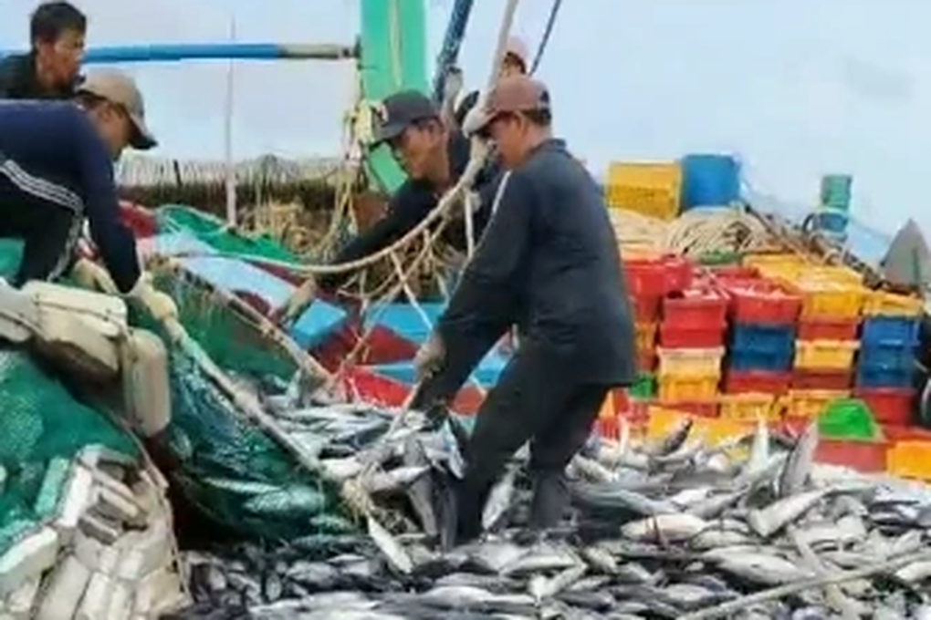 Fisherman wins 30 tons of tuna thanks to unique luring trick - 1
