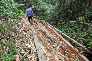 Tan nát rừng nguyên sinh