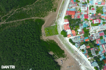"Bức tường xanh" bạt ngàn che chắn người dân làng biển Hậu Lộc