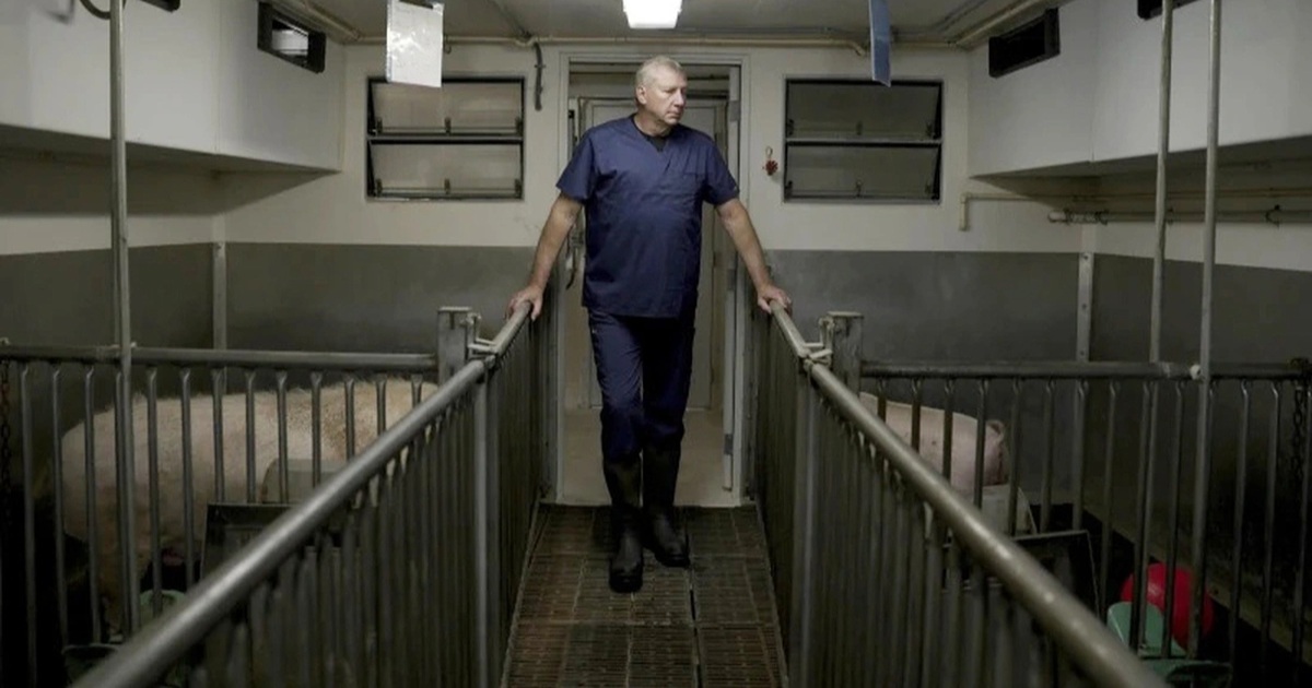 Bí mật tại nơi nuôi loài lợn sạch nhất thế giới để ghép tạng cho người | Báo Dân trí