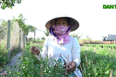 Thu nhập khá nhờ nghề "tuyển hoa, lặt nụ" một năm chỉ có một lần