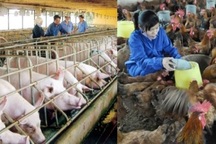 Ngành chăn nuôi Việt Nam: Mất quyền trên "sân nhà" vì quá phụ thuộc