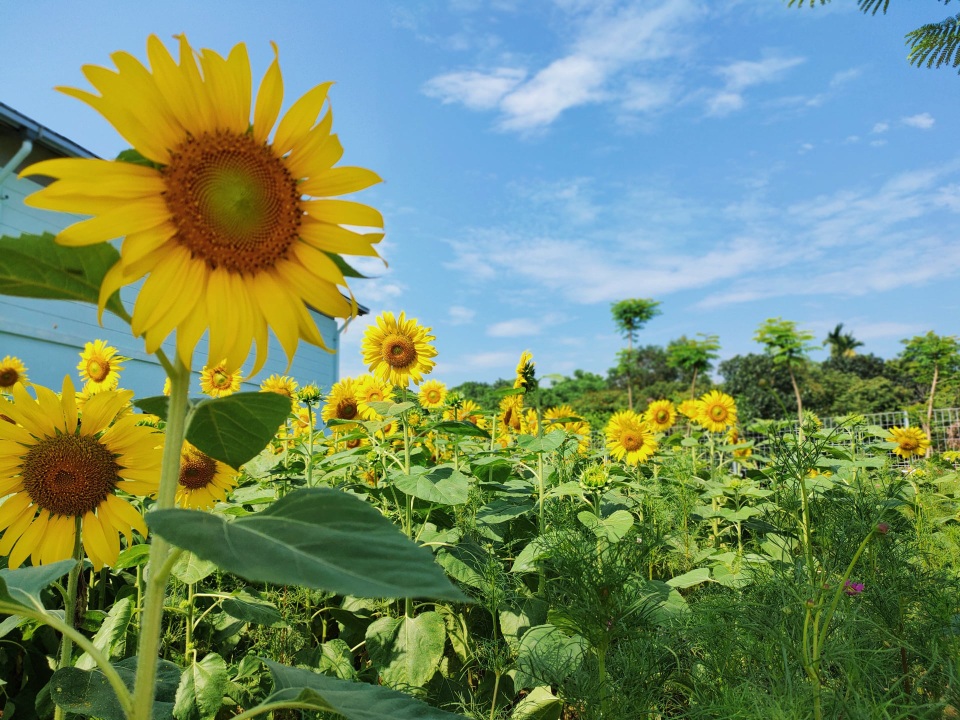 Cảnh sắc bình yên trong khu cách ly lãng mạn tại HN - 4