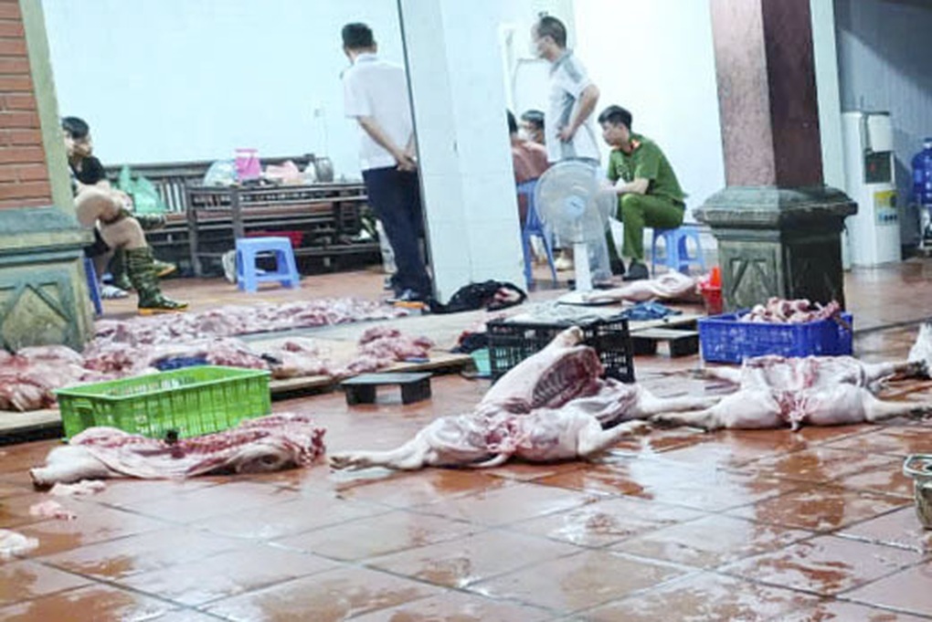 Phát hiện cơ sở giết mổ trái phép, bán lợn nhiễm dịch tả châu Phi - 1