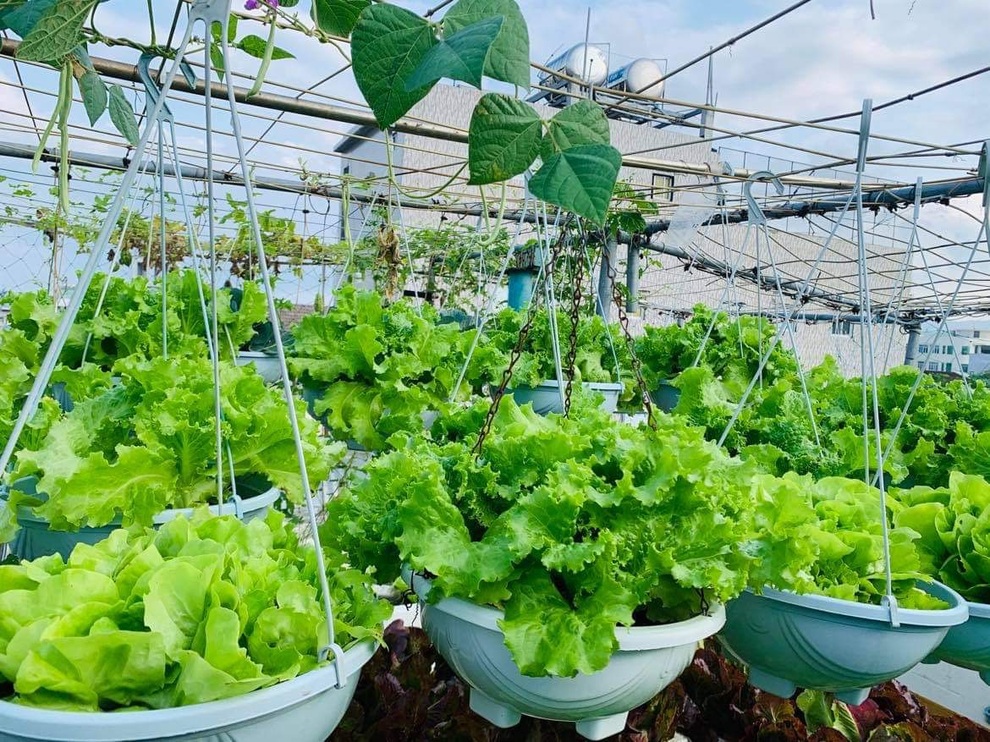 Hành trình làm nông dân sân thượng của người phụ nữ Đà Nẵng yêu vườn - 4 Hành trình làm nông dân sân thượng của người phụ nữ Đà Nẵng yêu vườn - 4