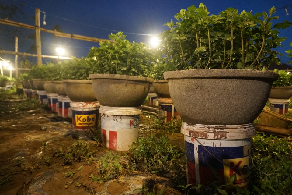 Gần Tết, về xem người làm vườn biến đêm thành ngày cho hoa cúc nở - 7 Gần Tết, về xem người làm vườn biến đêm thành ngày cho hoa cúc nở - 7