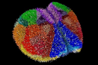 Siêu máy tính tạo ra một trong những bộ não ảo chân thực nhất