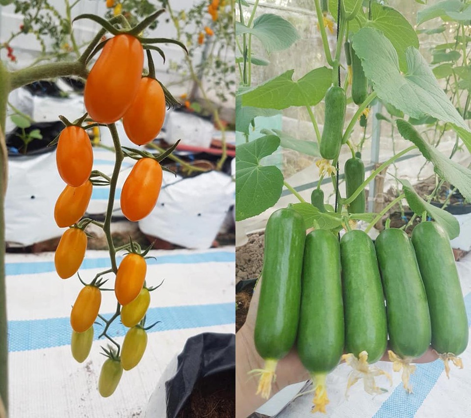 Vườn dưa lưới toàn trái khủng của nữ nhân viên văn phòng ở Kiên Giang - 1