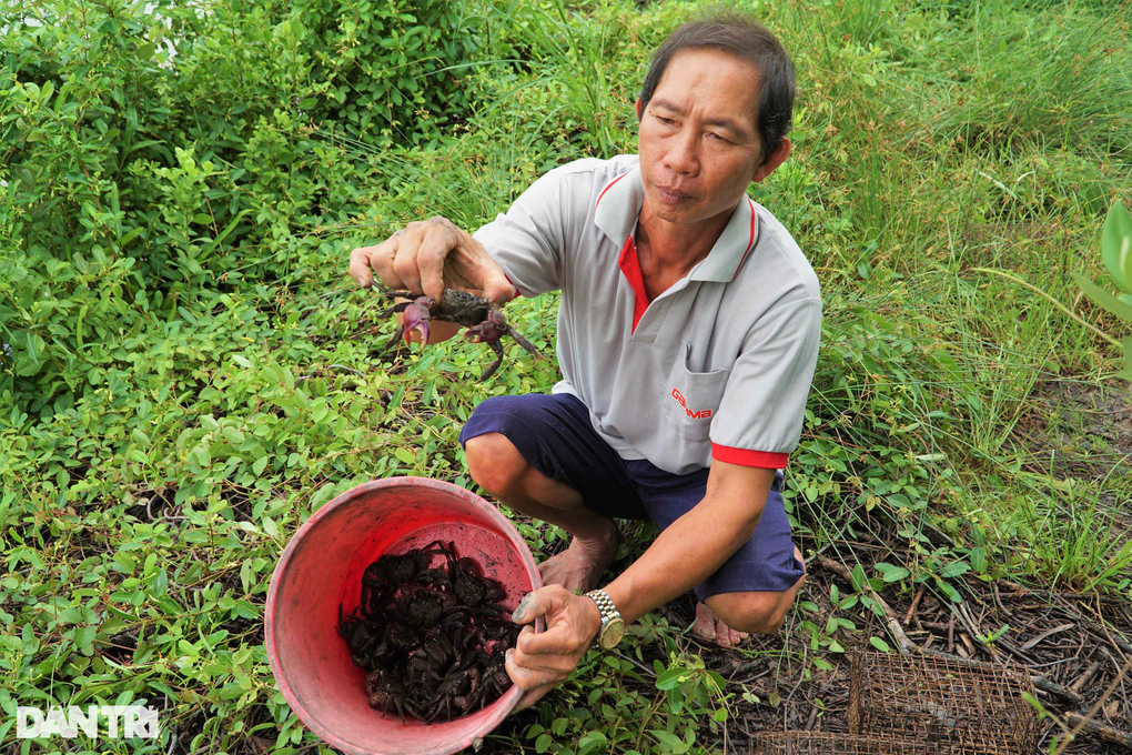 Lão nông Cà Mau tiết lộ bí kíp bắt ba khía cực lạ đặt con nào dính con đó - 4 Lão nông Cà Mau tiết lộ bí kíp bắt ba khía cực lạ đặt con nào dính con đó - 4