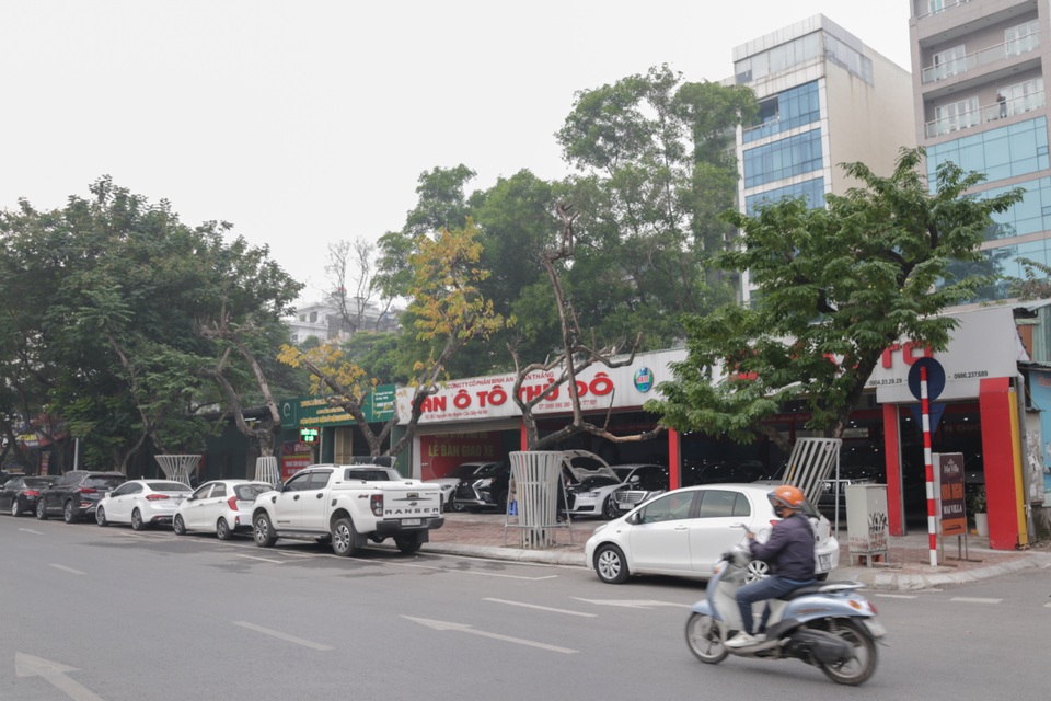 Truyền dịch giải cứu bất thành, hàng chục cây sưa đỏ chết khô ở Hà Nội - 1 Truyền dịch giải cứu bất thành, hàng chục cây sưa đỏ chết khô ở Hà Nội - 1
