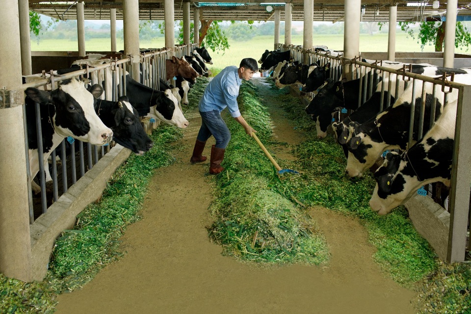 Nông dân của Cô Gái Hà Lan: Cung cấp sữa chất lượng nhờ cách chăm bò độc đáo - 2 Nông dân của Cô Gái Hà Lan: Cung cấp sữa chất lượng nhờ cách chăm bò độc đáo - 2