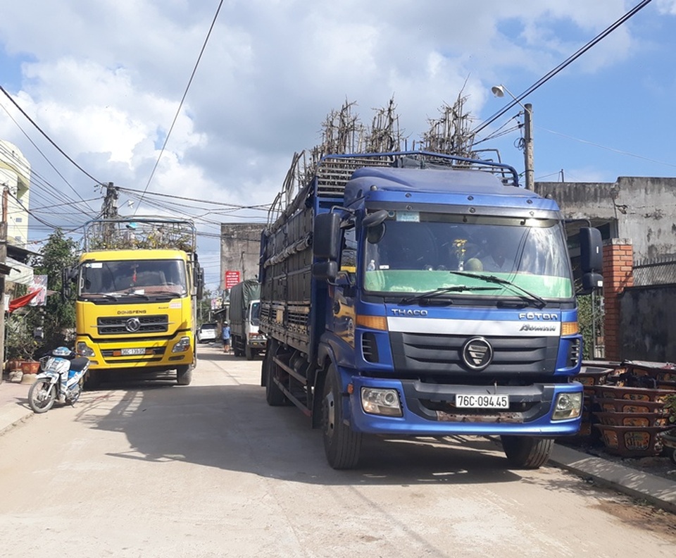 Bình Định: Phụ nữ nông thôn kiếm bộn tiền nhờ “bốc” mai ngày Tết - 2 Bình Định: Phụ nữ nông thôn kiếm bộn tiền nhờ “bốc” mai ngày Tết - 2