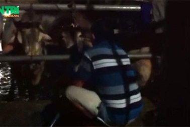 Đột nhập lò giết mổ bơm nước vào bò đến ngã quỵ