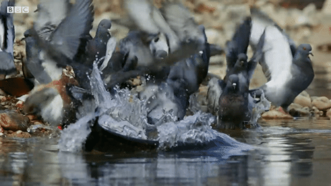 Loài cá quái vật dùng râu để phát hiện và ăn thịt chim bồ câu - 3 Loài cá quái vật dùng râu để phát hiện và ăn thịt chim bồ câu - 3