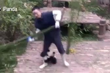 chú gấu trúc dễ thương