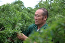 Trồng "nhân sâm của người nghèo", chỉ hái lá cũng thu bộn tiền