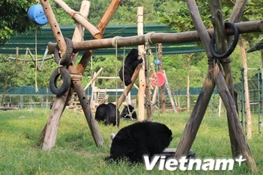 Người đàn ông gần một thập kỷ “sáng lập” trò chơi cho loài gấu