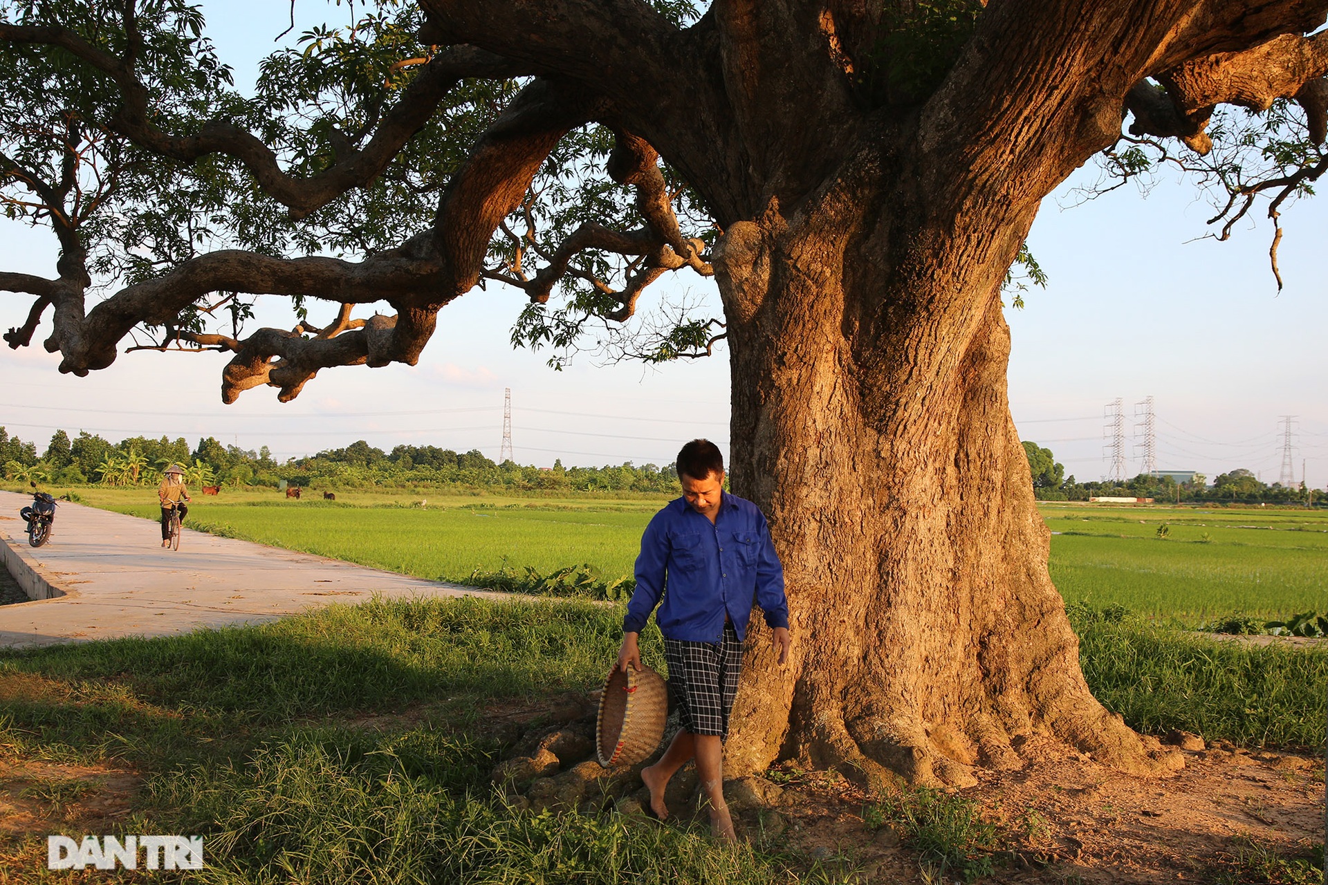 Cây muỗm 600 năm tuổi có nguy cơ chết khô vì bị quây bê tông quanh gốc - 9