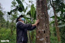 Vỡ mộng sau 20 năm trồng loại cây được quảng cáo là cây tỷ phú