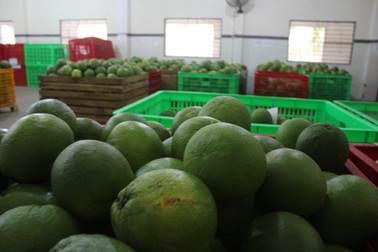 Nắng nóng bưởi "cháy hàng", có tiền mua cũng không có