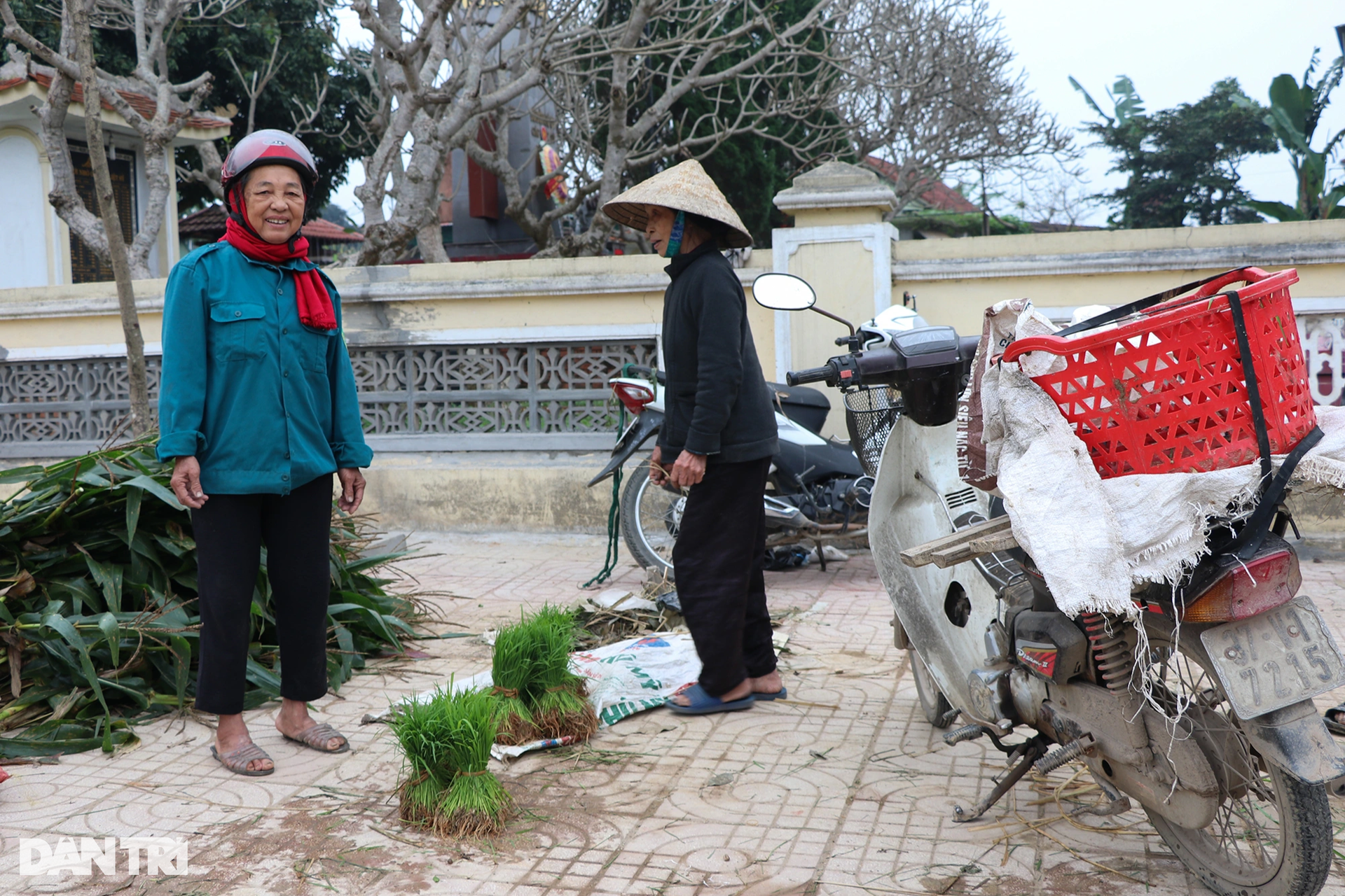 Nông dân hồ hởi nhổ lúa non bán, vớ bẫm - 2 Nông dân hồ hởi nhổ lúa non bán, vớ bẫm - 2