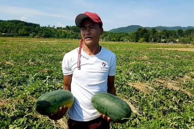 Dưa hấu chín đầy đồng, nông dân chờ “giải cứu”