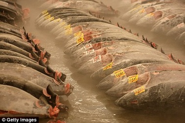 176.000 USD cho một con cá