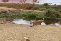 Thấy sư tử, linh dương chỉ làm một động tác nhỏ đã khiến đối phương bỏ cuộc