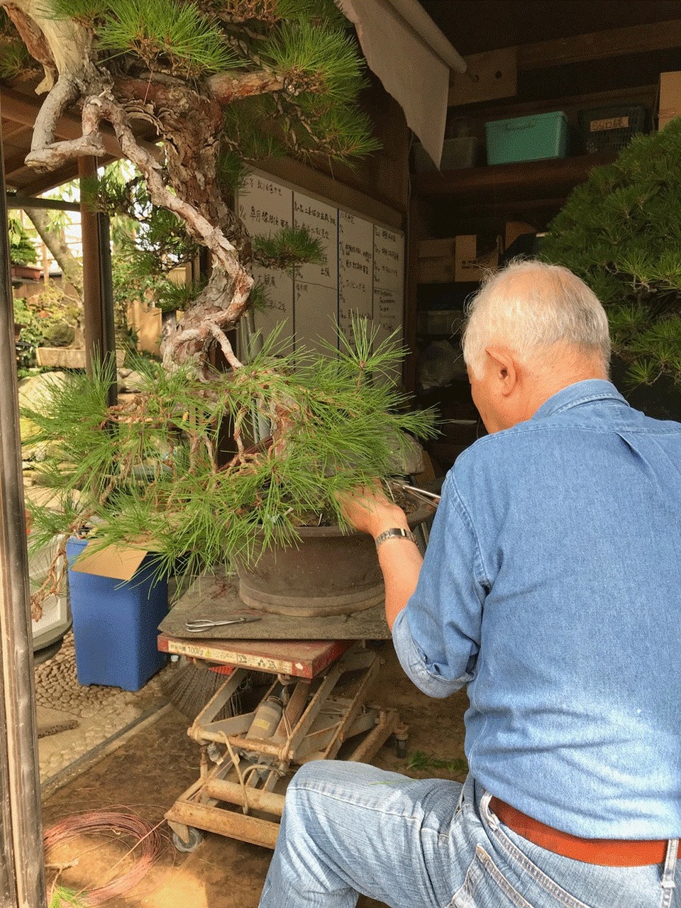 Nơi thỏa niềm đam mê của những người yêu bonsai - 8 Nơi thỏa niềm đam mê của những người yêu bonsai - 8