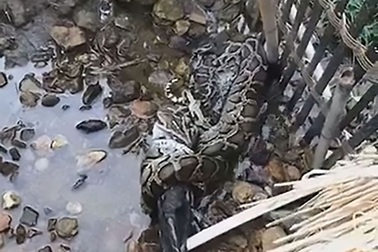 Clip trăn khổng lồ trộm vịt của nông dân Trung Quốc