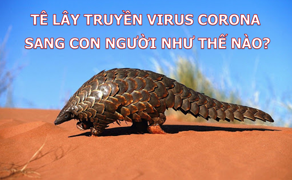 Phát hiện đầy bất ngờ về nguồn gốc của virus corona mới - 3