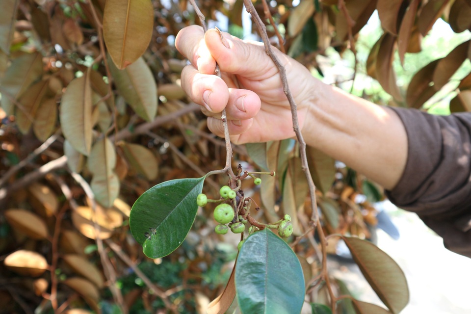 Nông dân “khóc ròng” nhìn vườn cây ăn quả tan hoang sau bão số 9 - 5 Nông dân “khóc ròng” nhìn vườn cây ăn quả tan hoang sau bão số 9 - 5