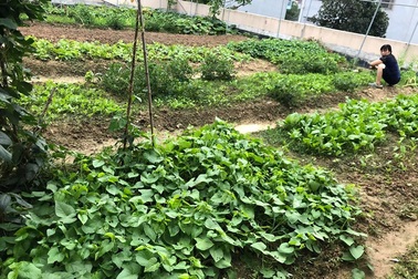 Mẹ đảm 8x ở Bắc Giang đổ đất làm vườn trên sân thượng “tốt như nông trại”