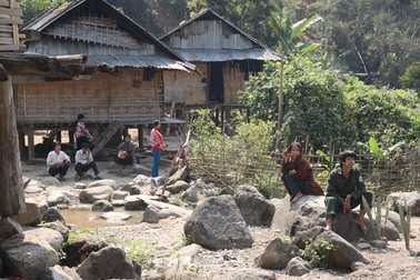 Ở nơi nhà có cây đu đủ được coi là giàu nhất bản