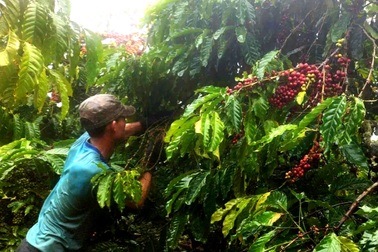 Người dân đứng ngồi không yên vì "quả tỷ đô" rơi rụng theo mưa