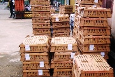 Tiêu hủy 1.800 con gia cầm lậu