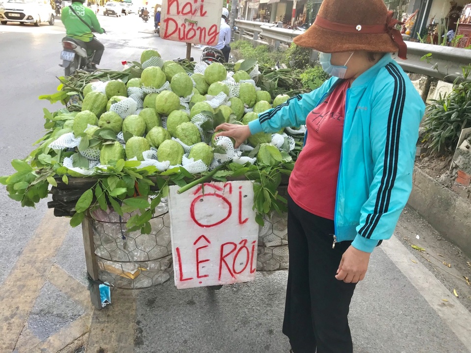 Lạ lùng ổi khổng lồ nặng 1,5kg gắn mác “Lệ Rơi” hút khách Hà Nội - 3 Lạ lùng ổi khổng lồ nặng 1,5kg gắn mác “Lệ Rơi” hút khách Hà Nội - 3