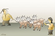 Những con dê… “lầm đường, lạc lối”!