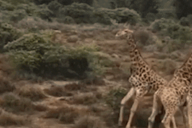 Cận cảnh hươu cao cổ "đại chiến" tranh giành bạn tình