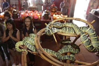 Lạ lùng phong tục về rắn