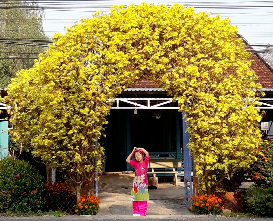 Độc đáo cổng rào làm bằng 2 cây mai vàng 30 năm tuổi - 3 Độc đáo cổng rào làm bằng 2 cây mai vàng 30 năm tuổi - 3