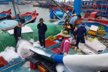 Khánh Hòa: Ngư dân bỏ Tết vươn Trường Sa, "bám" vụ cá ngừ đại dương