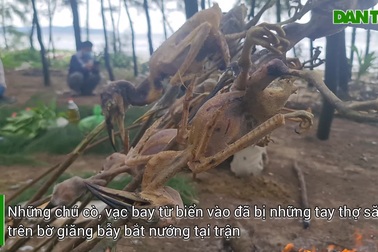 Tận diệt chim trời, nướng nhậu ngay trong rừng